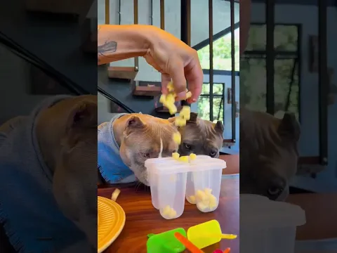 creen que soy el perro campestre más inteligente? #viral #perros #perrofeliz #dúo