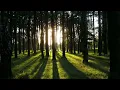 Sezen Aksu - Deli Divane Full Hd Audio 2021