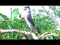 Download Lagu Pikat Burung KUTILANG GACOR Terlatih dan SUARA Panggilan Keras