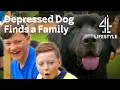 Abandoned Newfoundland Finds a New Forever Home The Dog House Channel 4