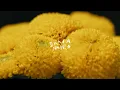 Banda Neira - Mewangi (Official Lyric Video) | Album Yang Patah Tumbuh, Yang Hilang Berganti