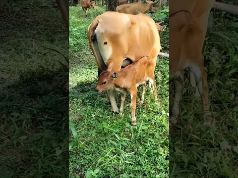 Kehidupan Sapi di Kebun Sawit: Induk & Anaknya