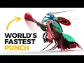 Download Lagu The Insane Biology of: The Mantis Shrimp