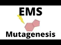 EMS Mutagenesis explained