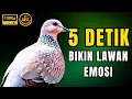 Download Lagu SUARA BURUNG TEKUKUR GACOR DOR 100% AMPUH UNTUK PIKAT  DERUK LIAR