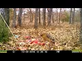 red shouldered hawk eating deer guts
