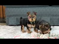 Yorkshire Terrier Puppies at 8 Weeks Old