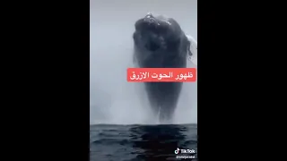 الحوت الازرق و صوته المرعب 