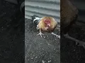 Download Lagu ANONG KLASING SAKIT ITO SA MANOK #breeding #gamefowlbreeder #shorts
