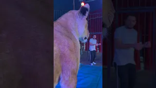 الاسد والشربيني     دندنها