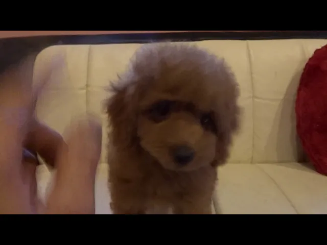動画