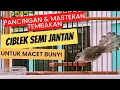Download Lagu CIBLEK SEMI JANTAN GACOR PANCINGAN \u0026 MASTERAN MACET BUNYI #ciblek #masteranburung