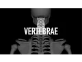 Bones of the Vertebrae - Quiz