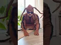 Download Lagu La Cucaracha Gigante!🪳
