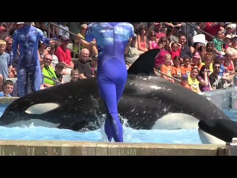 Download MP3 ★Beautiful Killer whale show HD 1080p . Show da baleia Orca (Bela Baleia assassina) part1 .