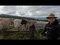 Download Lagu Transhumanta Cu Oile🇹🇩Costel Dan🇹🇩Din Jina -La A 5-a Generație de Crescători Oi 