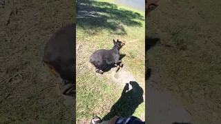 #dream #fyp #pets #doberman #fypシ