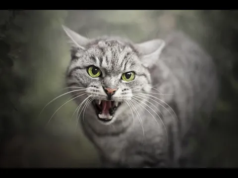 Download MP3 aggressive cat sound