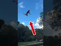 Download Lagu Learning How To Fly! #shorts