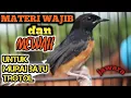 Download Lagu masteran/materi wajib buat MURAI BATU TROTOL. dengan jeda suara air.