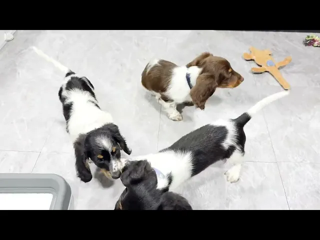 動画