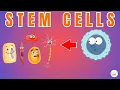 Stem Cells Explained in Simple Words