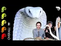Download Lagu King Cobra, The Best Pet Snake? The Most DANGEROUS Day Of My Life!