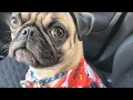 Petco Customer Service freestyle
