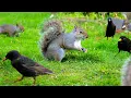 Download Lagu Kattenfilmpjes 🕊️ Vogels en eekhoorns scharrelen onder de vogelvoederbak 🐿️ Vogels voor katten HDR