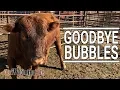 Taking a Bull to Auction - Bubbles Leaves the Cattle Ranch