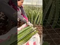 Download Lagu Growing Dragon Fruit From Cutting #farmingtechniques @RomFarm