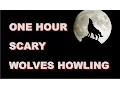 Download Lagu Wolves Howling Sounds | One Hour | HQ