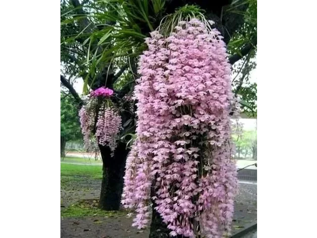 COMO VOCÊ PODE CUIDAR MELHOR DE SUA ORQUÍDEA