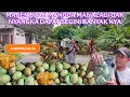 Lagu PANEN BUAH MANGGA MANALAGI GAK NYANGKA DAPAT SEGINI BANYAK NYA