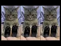 Download Lagu Mio Mao la la la la la | Cat song | [ 1 Hour ]