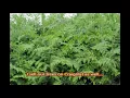 How We Use Craigslist at a Bucks County Tree Farm 19001 ZC