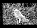 Download Lagu WOLVES HOWLING AT THE MOON 10 HOUR