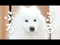 Download Lagu 関東で強烈なゲリラ豪雨が発生してサモエドが眠れなった日
