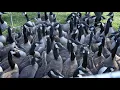 Geese Banding Iowa DNR