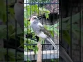 Download Lagu lagu paling ampuh untuk melatih burung kenari #burung #burung #hewan