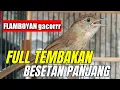 Lagu MASTERAN FLAMBOYAN || GACOR FULL BESETAN NEMBAK PANJANG || NGEBREN RAPAT