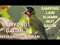 Download Lagu Suara Burung Samyong Gacor l Suara Samyong Memanggil lawan l Masteran Burung Samyong
