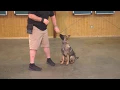 Oakley Six Month Old Female Sable German Shepherd Dog For Sale