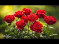 Download Lagu Drie maanden lang luisterde ik alleen naar deze muziek🌿 Ik huilde toen ik dit nummer hoorde