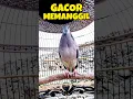 Download Lagu Tekukur Gacor Full Bekur Memanggil Lawan ‼️