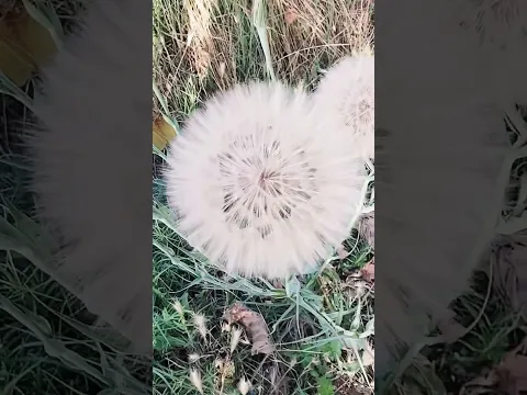 Номсиз ....#nature