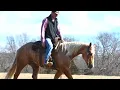 Bentley sells on platinum equine auction