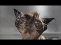 Today I groomed a new species Weirdest cat ever