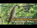 Download Lagu Trucuk BETINA memanggil Jantan Suara Birahi Ngecuplik 100% pancingan trucukan gacor agar BUNYI EMOSI