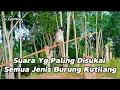 Lagu Pikat kutilang MUDAH HUTAN gacor memanggil lawan, semua kutilang langsung ngumpul🦅